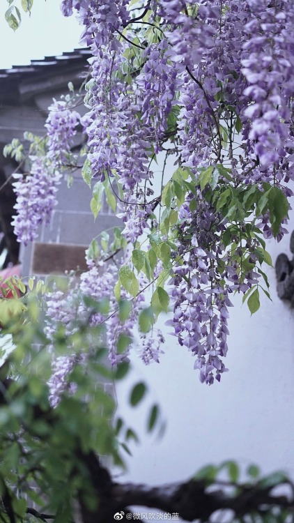 fuckyeahchinesegarden:wisteria blossoms in laomendong, nanjing by 微风吹淡的蓝