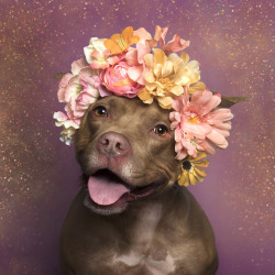 love:  Flower Power by Sophie Gamand, a photo campaign to show the softer side of pit bulls, and help them get adopted.