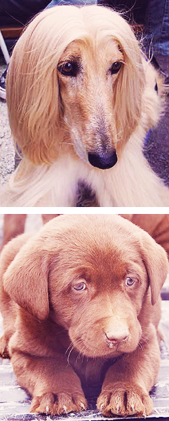 onceuponamirror:  onceuponamirror:  bellefrenchfries:  turnoversfordessert:  nightingaleinasilvercage:  mechanicsofaheart1:  rose75116:  angelicahouston:  teamoreginamea:  Emma as Golden RetrieverRegina as DobermanSnow as Border CollieCharming as  Afghan