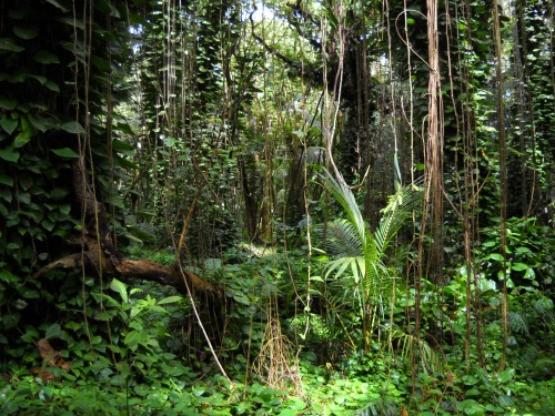 stressless-zone:  Rainforest 7 by Eliatra-stock