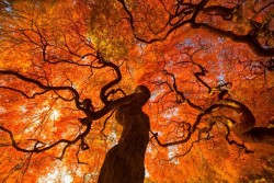 Natgeotravel:  Celebrate Earth Day With This Magical View Of A Tree In Shinjuku,