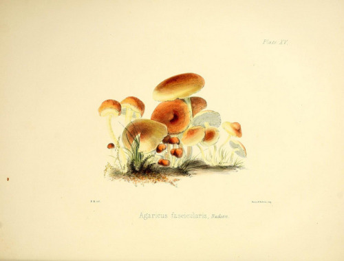 jomobimo:Agaricus fascicularis, Hudson, Illustrations of British mycology, London,1847-55.