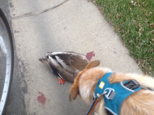 Dead animal warning! My dog and I found this headless mallard in the gutter in our neighborhood the 