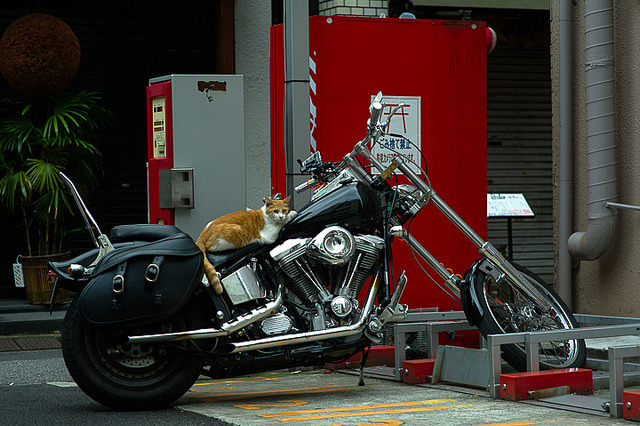 Ride on by H2@Japan on Flickr.