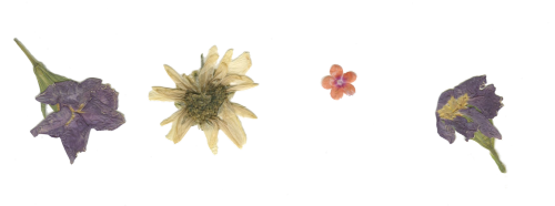 (High Quality) transparent pressed flowers for you darlings! Happy Springtime, do enjoy. 