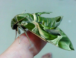 painted-bees:  Guys, guys, guys!!!  Remember those fat fucks that unexpectedly holed themselves up in one of my vacant mantis terrariums over night??Well here’s what one of them looks like, now!! Hot damn, son. Puberty treated you well!  (Sphingidae
