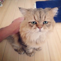 catsbeaversandducks:  Japan’s Version Of Grumpy Cat Is A Cat Who Looks Like He’s Permanently Disappointed In You. (he’s not angry, he’s just, you know, disappointed…) All the cuteness via BuzzFeed 