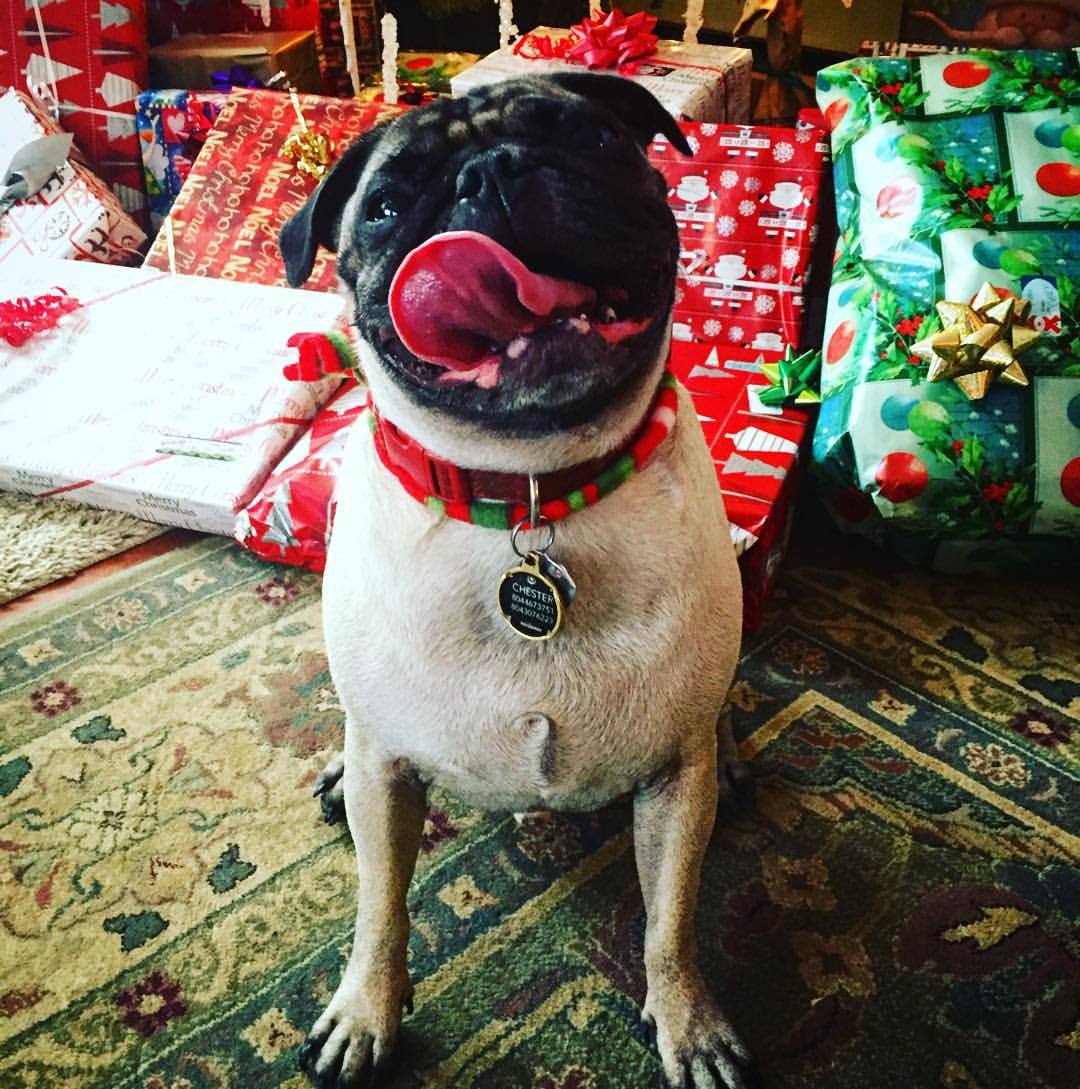 merry merry! #chesterthepug