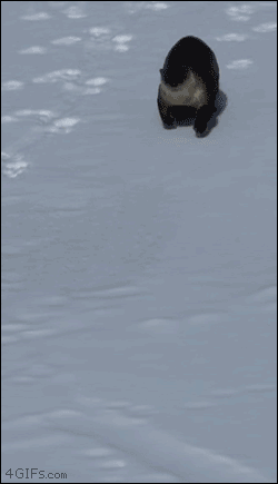 wwinterweb:4gifs:River otter spotted sliding on snow in Yellowstone. [video]Otter this world!