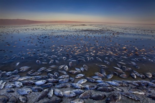 The Salton Sea In 1905, workers were constructing a canal to carry water from the Colorado River on 