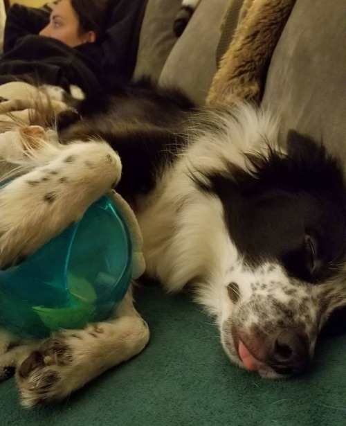 Quinn passed out with his fav ball #cute #fetch #dogsofinstagram #dog #dogs #derp #bleb #bordercolli