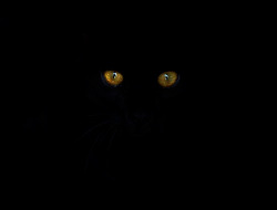  Hallowcat (by Scriblerus) 