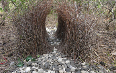 cyan-biologist:  Great bowerbird - Chlamydera nuchalisJardine &amp; Selby, 1830