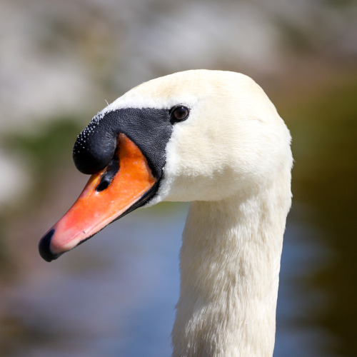 It’s that son of a b*tch.Höckerschwan (mute swan) am Pumpsee im Rosensteinpark, Bad Cannstatt.