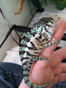 awwww-cute:  Meet Kaiju, my panther chameleon!