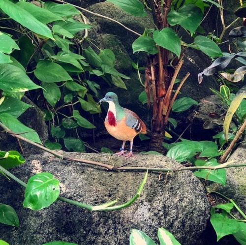 todaysbird: This is a bleeding heart dove ❤️ she’s an angel and a big ol’ lesbian. Every