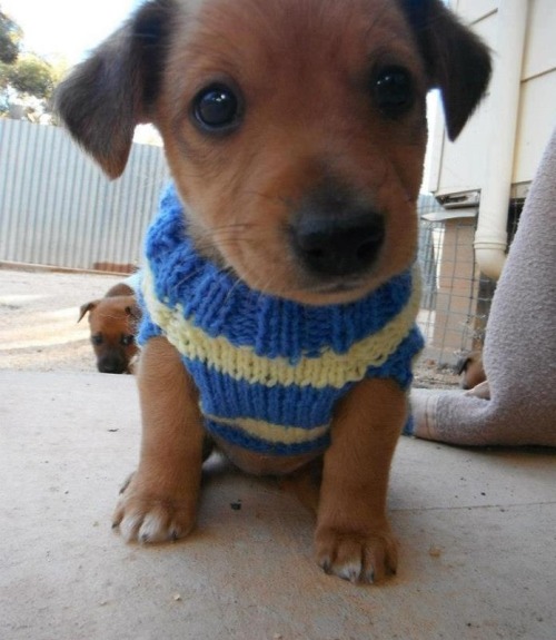 baruchobramowitz: cuteness-daily: Because everyone needs more cute puppies with outfits on their das