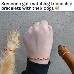 bestdogmemes:  Need to do this