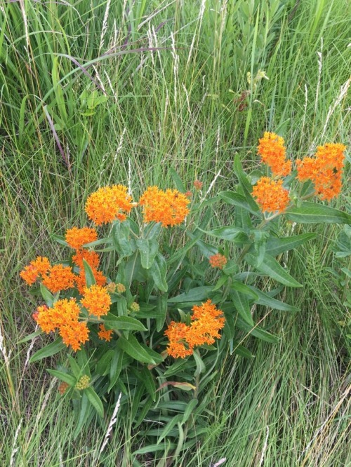 vastderp:Found some cool flowers walking the dog :3 Rudbeckia hirta and Asclepias tuberosa&ndash