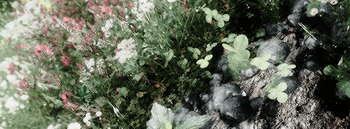 jennyofvengerberg:┕   the elder scrolls v: skyrim scenery 7/∞