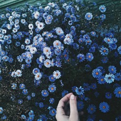 idotravel:flowers