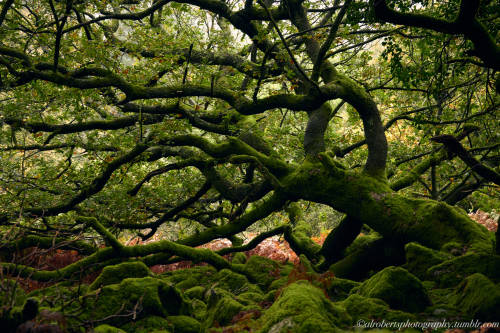 alrobertsphotography:Oak Woods Dartmoor UK