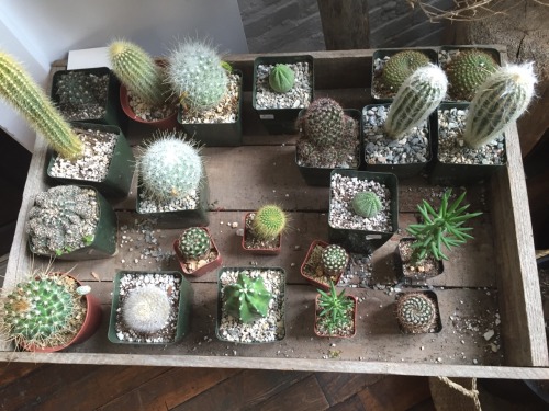 Assorted Cacti