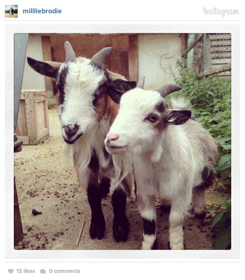 lolhowdoiunicorn:rhettandlink:collegehumor:Click for more: The 35 Most Photogenic Goats on Instagram