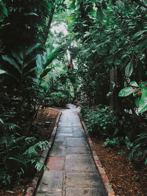 theadventurechild: casperlundemann: Jungle trails Jungle/tropical blog