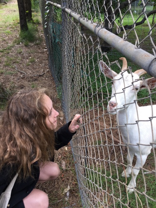 rapeb8: not-yourbaby-girl: rapekittn: rapeb8:  FRIEND You visited Molly the goat !! :) dude you shou