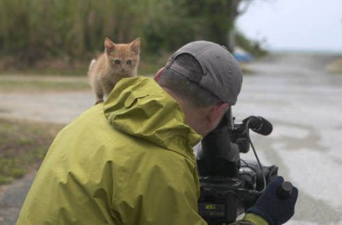 XXX catsbeaversandducks:  Island Kitten Befriends photo