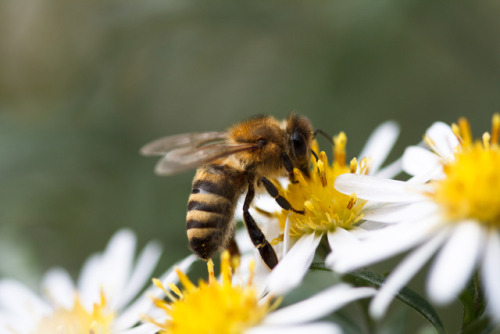 Flowers help increase bumblebee families survival New research led by the UK’s Centre for Ecol