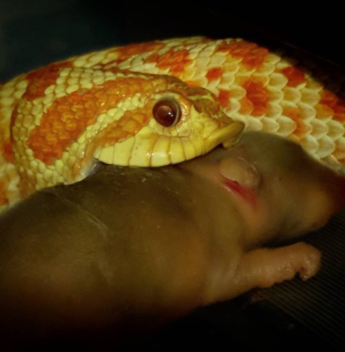 Piggin out #westernhognosesnake #hognosesnake #albinohognose #reptiles #snakesofinstagram