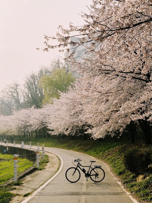 My crappy bike under splendid cherry blossoms along the Hangang River.Apologies for belatedly postin