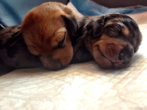 acorginamedbentley:  handsomedogs:  #handsomedogs #dachshund #puppies  cutest potatoes!