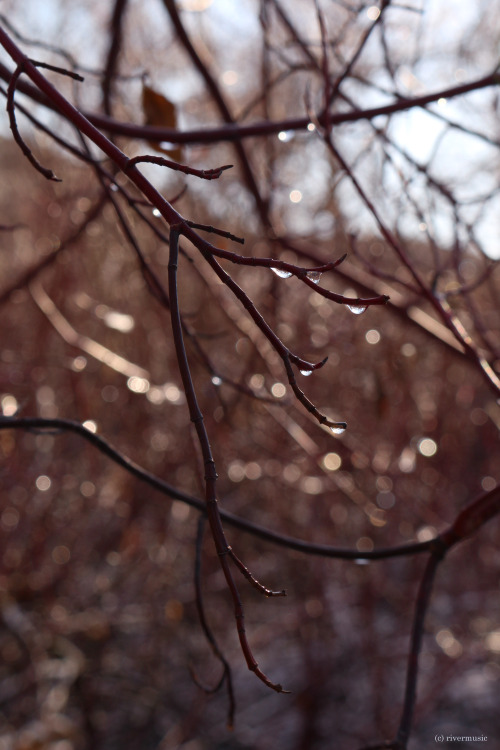 Natural Ornaments: Snow melts on branches in the morning sun, somewhere in Idahoby riverwindphotogra