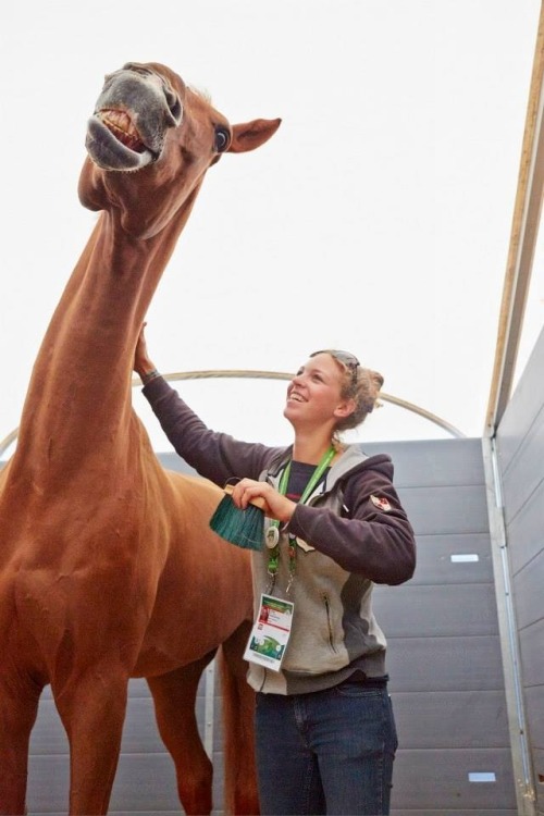 equestrienne-love: kimblewick:  Alltech World Equestrian Games Showjumping Rest Day means lots of gr