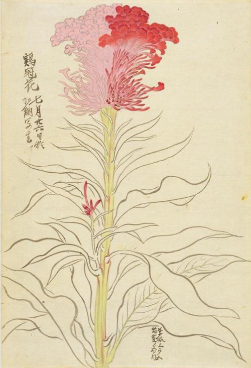 iamjapanese: KANŌ Shigekata（狩野 重賢 Japanese） Sōmoku Shasei 草木写生  秋  Scrolls of Flower Paintings, Autu