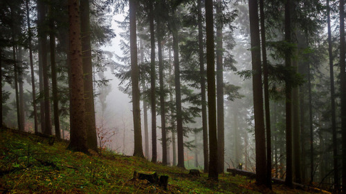 Foggy forest by Miroslav Sluk instagram.com/photomsluk/
