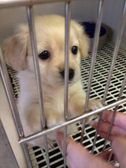 awwww-cute:  Actual puppy dog eyes 