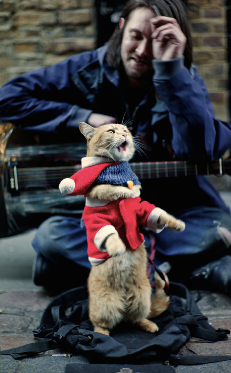 nubbsgalore:  after an apparent attack by a fox, a street cat named bob was found injured and curled up in the hallway outside of a support housing flat in tottenham were james bowen, a recovering heroin addict and homeless busker, was staying.  james