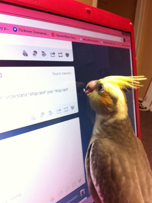 sunnybutte:The baby cockatiel was trying really hard to eat the cursor. Also he’s five weeks old tod