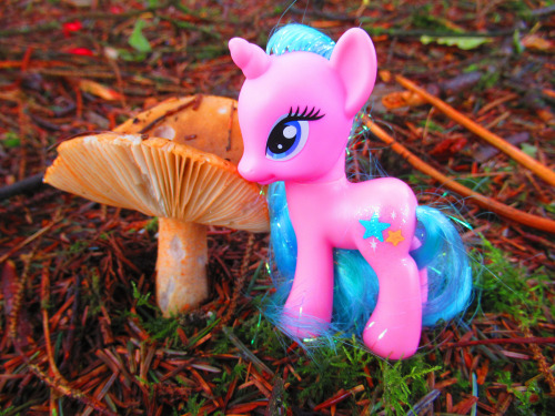 Starbeam Twinkle has found a fungus.On Dartmoor, in Devon, England.