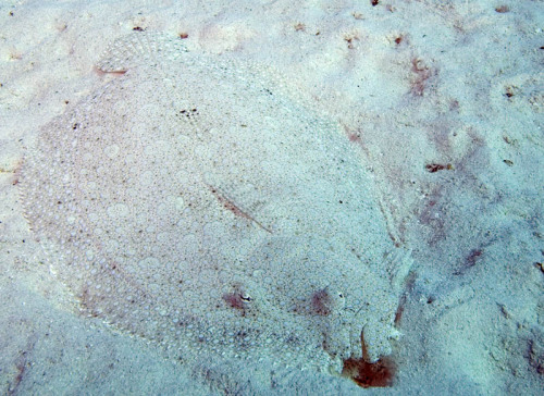 wapiti3:  Bothus mancus Peacock flounder, Matamanoa, Fiji on Flickr. Ryan Photographic - Nature Images from Around the World 