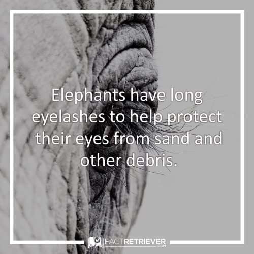 Happy World Elephant Day! ❤️ Elephants have some of the most beautiful and wise eyes in the nature. 