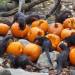 katiiie-lynn:the-girl-who-loves-monsters:Some October Otters to hopefully make you smile🎃🎃🎃🎃. Saw these over last few days and they always bring a smile to my face. @mossyoakmaster looook 😍🥰 Omgggg 😍😍🥰 they’re so cute!!
