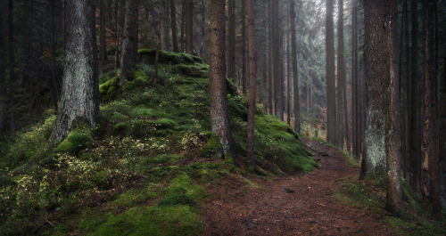 Forest mound by erynlasgalenphotoart