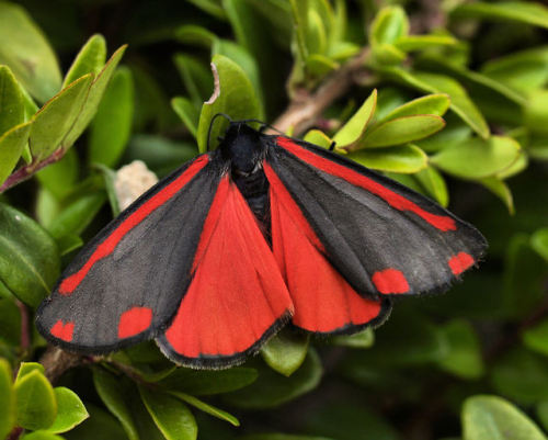 The cinnabar moth (Tyria jacobaeae)