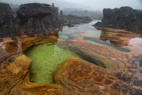 odditiesoflife:  Mount Roraima The incredible top of Mount Roraima, the 1.8 million year old sandstone plateau. It is also called Roraima Tepui or Cerro Roraima. The geological marvel is one of the oldest formations on Earth, a natural border between