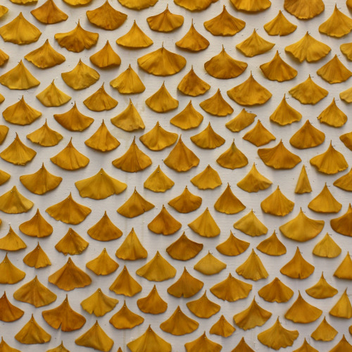 thingsorganizedneatly: Ginkgo leaves installed as a pattern By Lindsey Fox lefoxjournal.tumbl